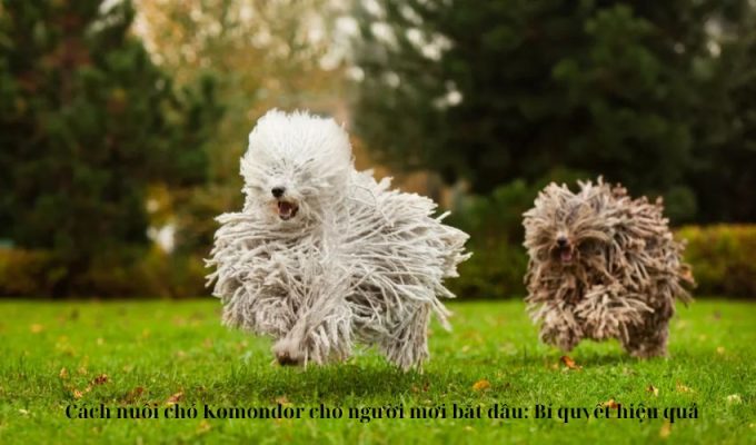 Cách nuôi chó Komondor cho người mới bắt đầu: Bí quyết hiệu quả