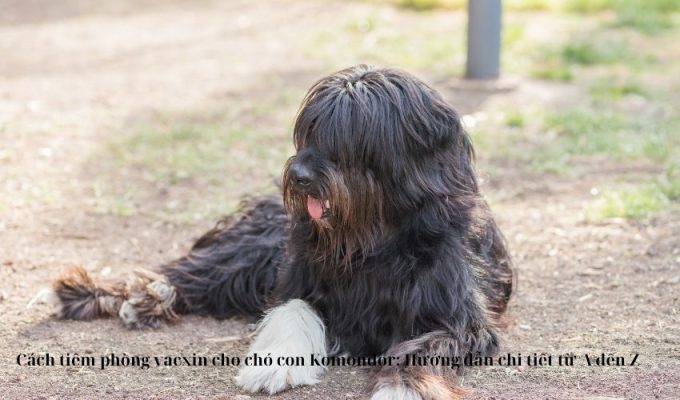 Cách tiêm phòng vacxin cho chó con Komondor: Hướng dẫn chi tiết từ A đến Z