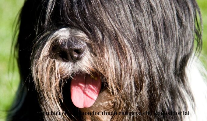 Cách nhận biết chó Komondor thuần chủng và chó Komondor lai