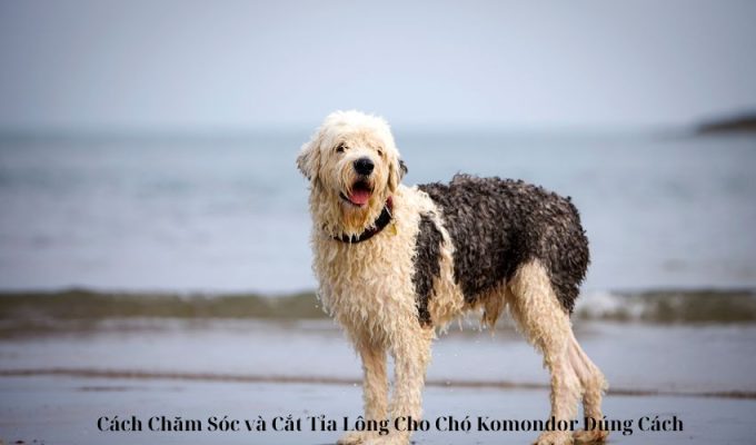 Cách Chăm Sóc và Cắt Tỉa Lông Cho Chó Komondor Đúng Cách