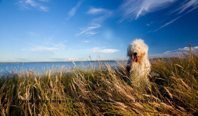 Phương pháp lai tạo và phối giống chó Komondor: Bí quyết thành công