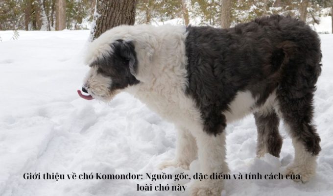 Giới thiệu về chó Komondor: Nguồn gốc, đặc điểm và tính cách của loài chó này