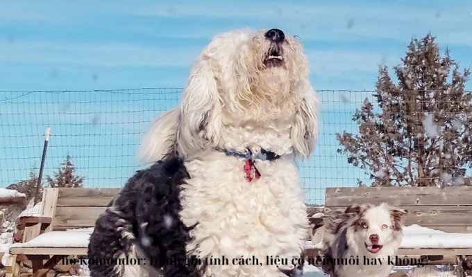 Chó Komondor: Đánh giá tính cách, liệu có nên nuôi hay không?