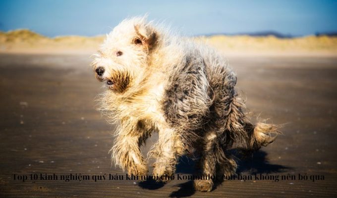 Top 10 kinh nghiệm quý báu khi nuôi chó Komondor con bạn không nên bỏ qua