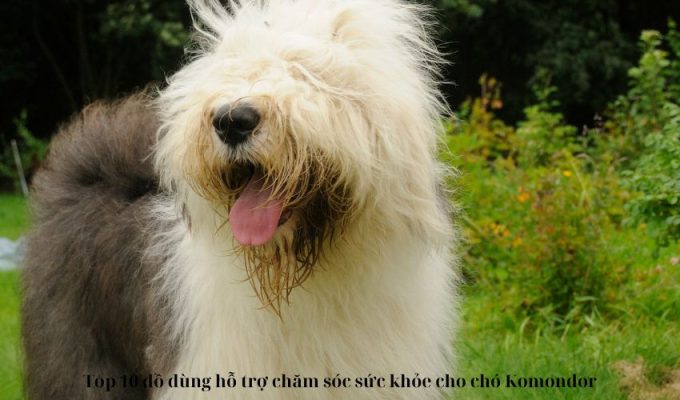 Top 10 đồ dùng hỗ trợ chăm sóc sức khỏe cho chó Komondor