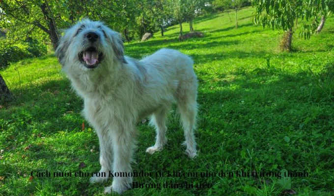 Cách nuôi chó con Komondor từ khi còn nhỏ đến khi trưởng thành: Hướng dẫn chi tiết