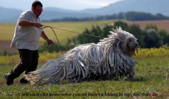 Cách nuôi chó Komondor con an toàn và không bị ngộ độc thức ăn