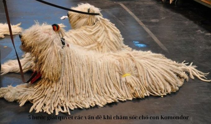 5 bước giải quyết các vấn đề khi chăm sóc chó con Komondor