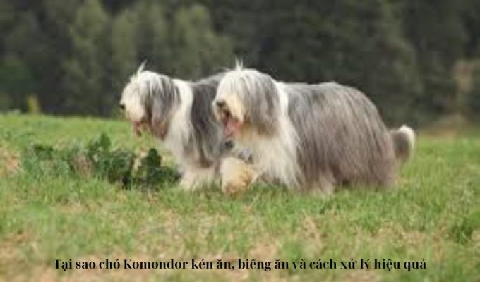 Tại sao chó Komondor kén ăn, biếng ăn và cách xử lý hiệu quả