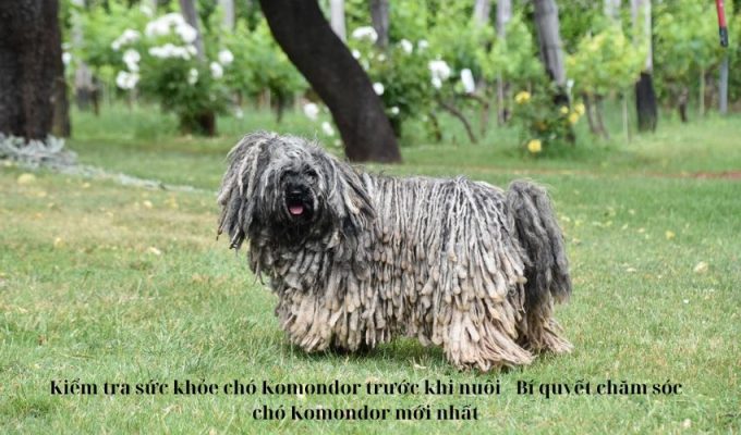 Kiểm tra sức khỏe chó Komondor trước khi nuôi – Bí quyết chăm sóc chó Komondor mới nhất