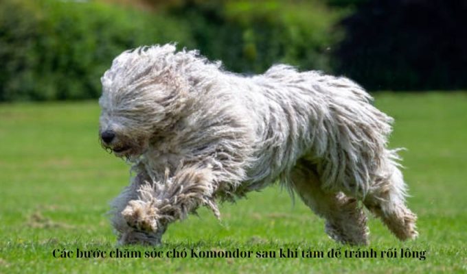 Các bước chăm sóc chó Komondor sau khi tắm để tránh rối lông