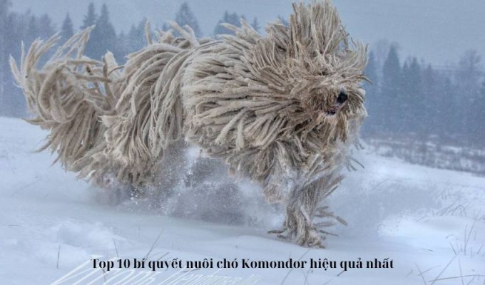 Top 10 bí quyết nuôi chó Komondor hiệu quả nhất