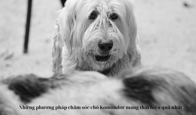 Những phương pháp chăm sóc chó Komondor mang thai hiệu quả nhất