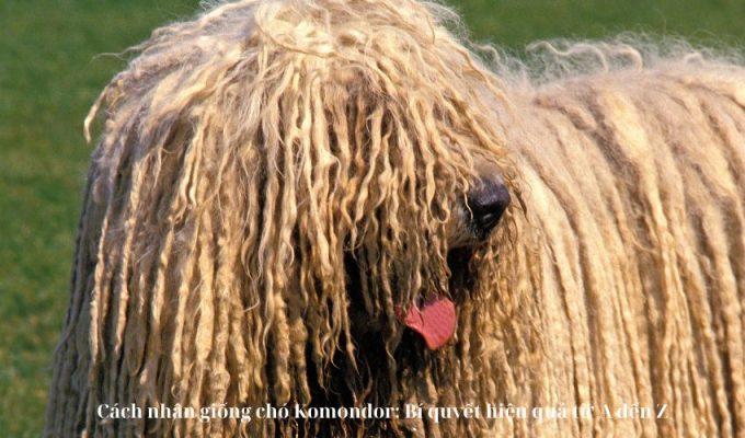 Cách nhân giống chó Komondor: Bí quyết hiệu quả từ A đến Z