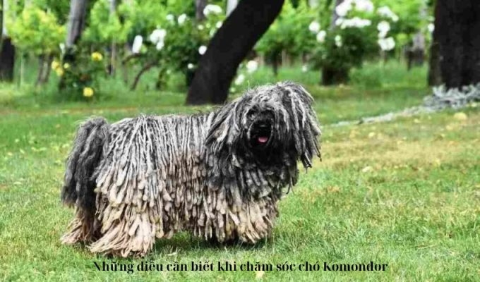 Những điều cần biết khi chăm sóc chó Komondor