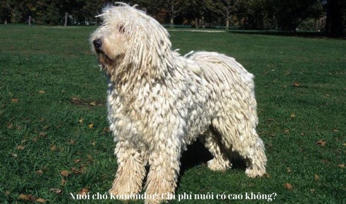 Nuôi chó Komondor: Chi phí nuôi có cao không?