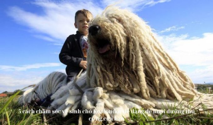 5 cách chăm sóc vệ sinh chó Komondor dễ dàng để nuôi dưỡng thú cưng của bạn