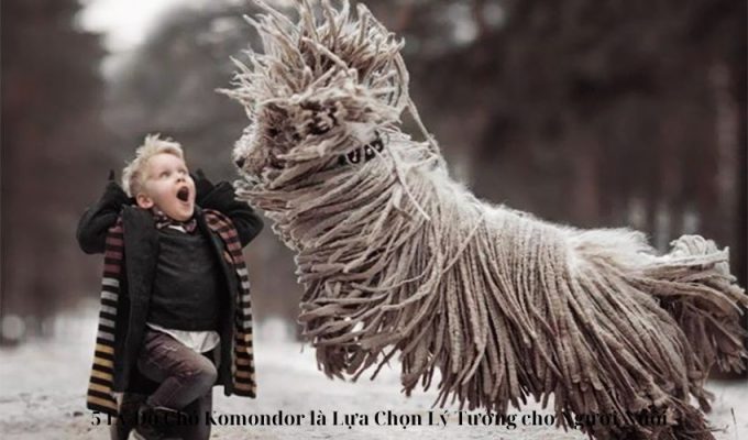 5 Lý Do Chó Komondor là Lựa Chọn Lý Tưởng cho Người Nuôi