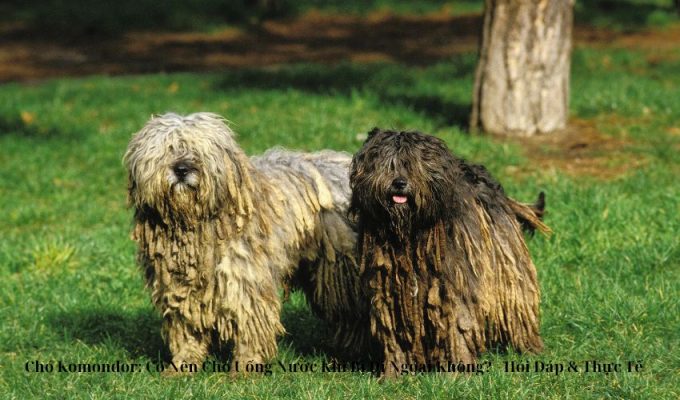 Chó Komondor: Có Nên Cho Uống Nước Khi Bị Đi Ngoại Không? – Hỏi Đáp & Thực Tế