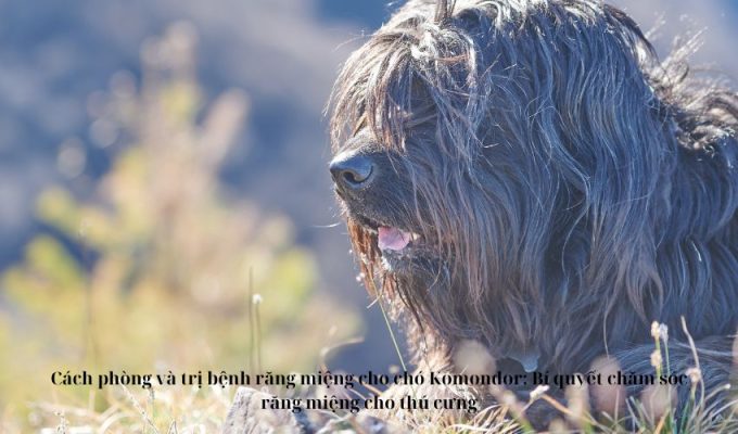 Cách phòng và trị bệnh răng miệng cho chó Komondor: Bí quyết chăm sóc răng miệng cho thú cưng