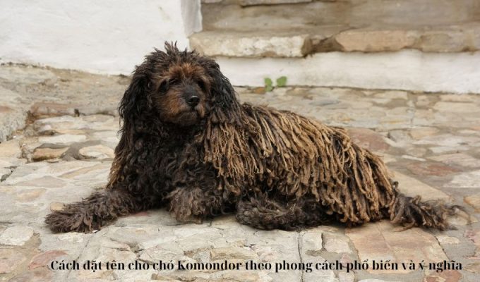 Cách đặt tên cho chó Komondor theo phong cách phổ biến và ý nghĩa