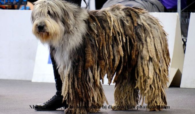 Những dấu hiệu chó Komondor bị đi ngoài cần phải quan tâm