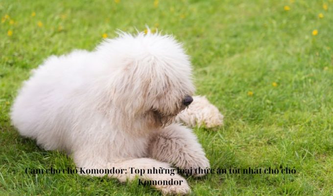 Cám cho chó Komondor: Top những loại thức ăn tốt nhất cho chó Komondor