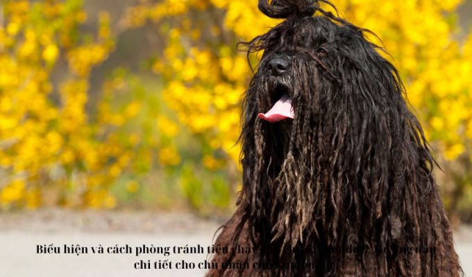 Biểu hiện và cách phòng tránh tiêu chảy cho chó Komondor – Hướng dẫn chi tiết cho chủ nhân chó Komondor.