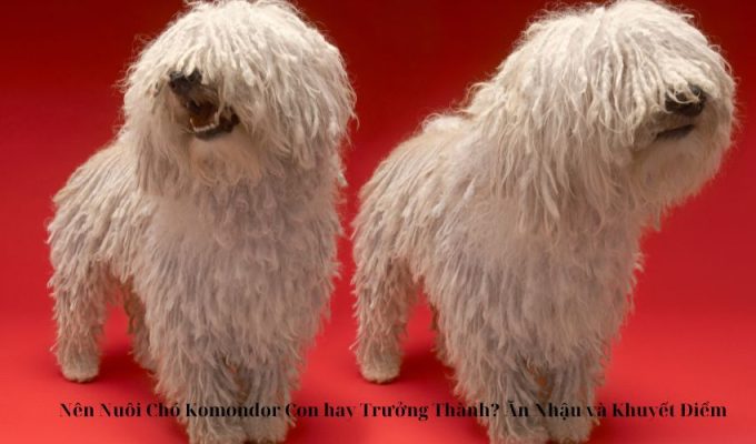 Nên Nuôi Chó Komondor Con hay Trưởng Thành? Ăn Nhậu và Khuyết Điểm