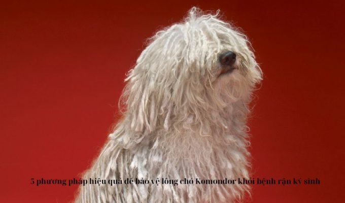 5 phương pháp hiệu quả để bảo vệ lông chó Komondor khỏi bệnh rận ký sinh