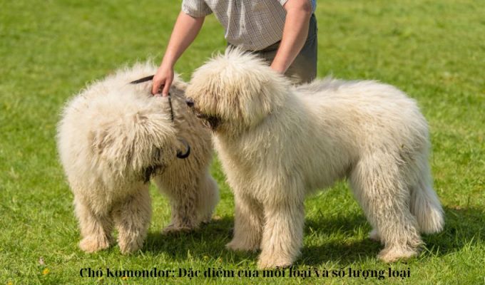 Chó Komondor: Đặc điểm của mỗi loại và số lượng loại