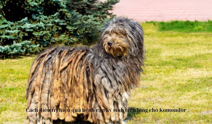 Cách điều trị hiệu quả bệnh rận ký sinh trên lông chó Komondor