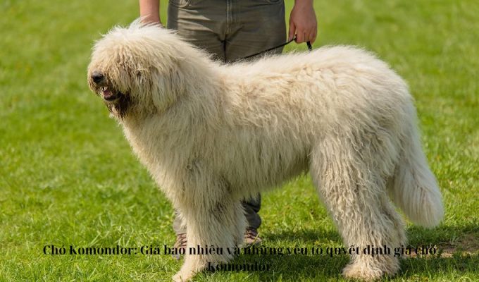 Chó Komondor: Giá bao nhiêu và những yếu tố quyết định giá chó Komondor