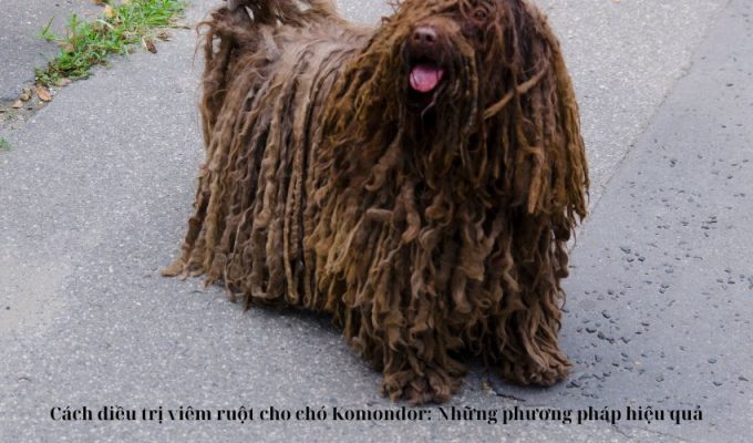 Cách điều trị viêm ruột cho chó Komondor: Những phương pháp hiệu quả