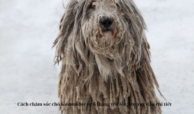 Cách chăm sóc chó Komondor từ 6 tháng trở lên: Hướng dẫn chi tiết