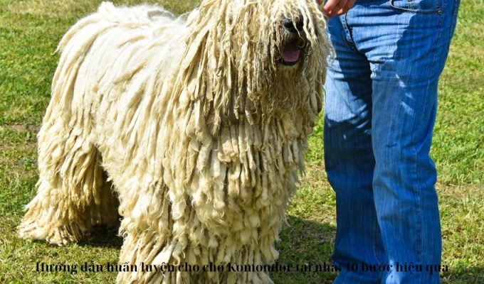 Hướng dẫn huấn luyện cho chó Komondor tại nhà: 10 bước hiệu quả