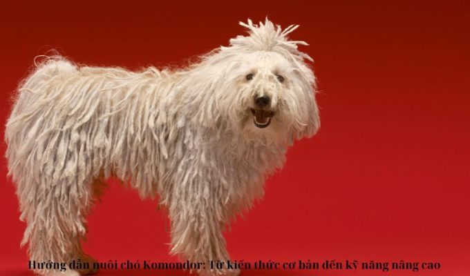 Hướng dẫn nuôi chó Komondor: Từ kiến thức cơ bản đến kỹ năng nâng cao