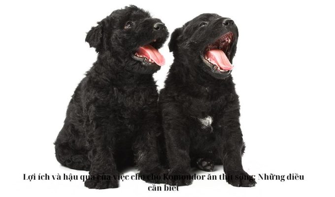 Lợi ích và hậu quả của việc cho chó Komondor ăn thịt sống: Những điều cần biết