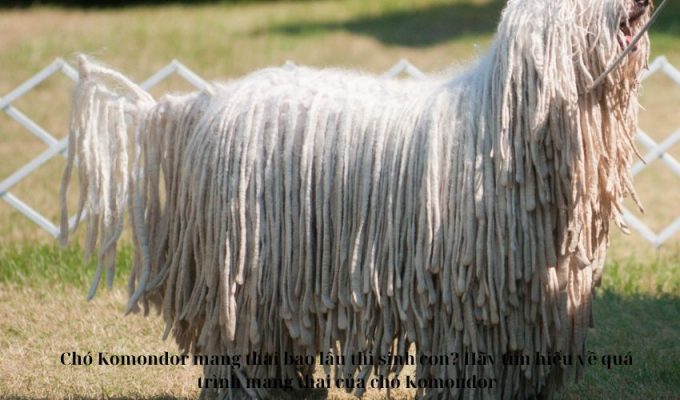 Chó Komondor mang thai bao lâu thì sinh con? Hãy tìm hiểu về quá trình mang thai của chó Komondor