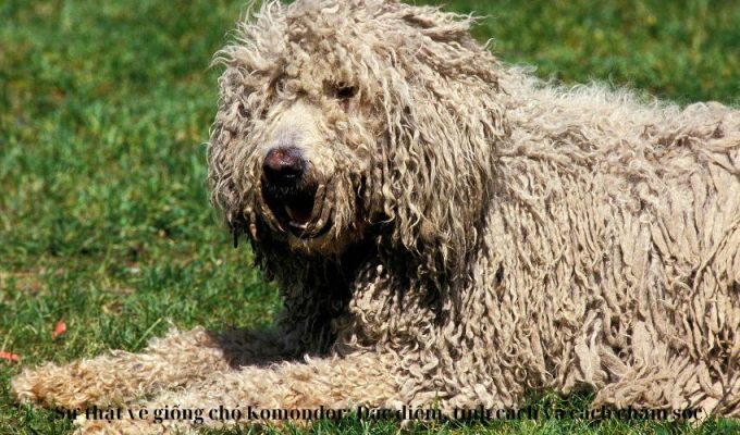 Sự thật về giống chó Komondor: Đặc điểm, tính cách và cách chăm sóc