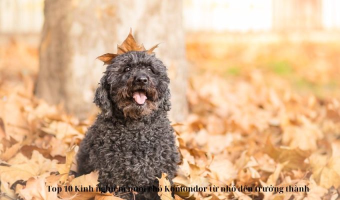 Top 10 Kinh nghiệm nuôi chó Komondor từ nhỏ đến trưởng thành