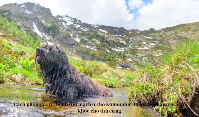 Cách phòng và trị bệnh tim mạch ở chó Komondor: Bí quyết chăm sóc sức khỏe cho thú cưng