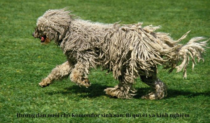 Hướng dẫn nuôi chó Komondor sinh sản: Bí quyết và kinh nghiệm