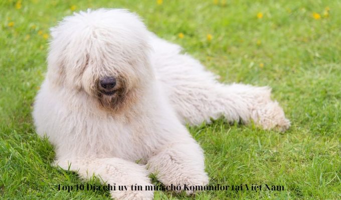 Top 10 Địa chỉ uy tín mua chó Komondor tại Việt Nam