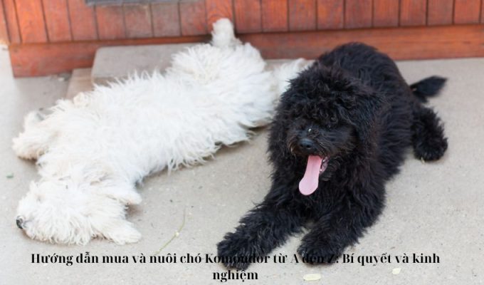 Hướng dẫn mua và nuôi chó Komondor từ A đến Z: Bí quyết và kinh nghiệm