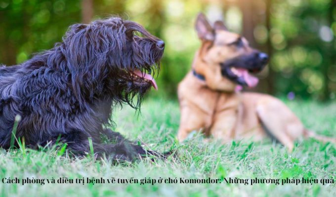 Cách phòng và điều trị bệnh về tuyến giáp ở chó Komondor: Những phương pháp hiệu quả