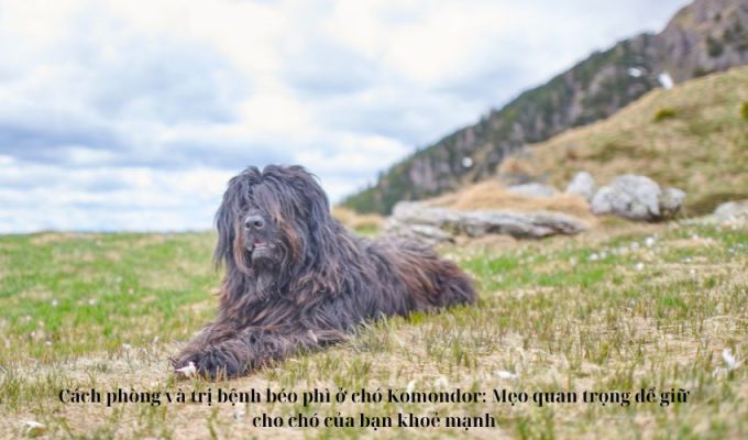 Cách phòng và trị bệnh béo phì ở chó Komondor: Mẹo quan trọng để giữ cho chó của bạn khoẻ mạnh