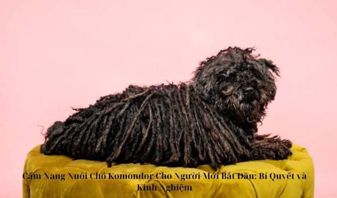 Cẩm Nang Nuôi Chó Komondor Cho Người Mới Bắt Đầu: Bí Quyết và Kinh Nghiệm