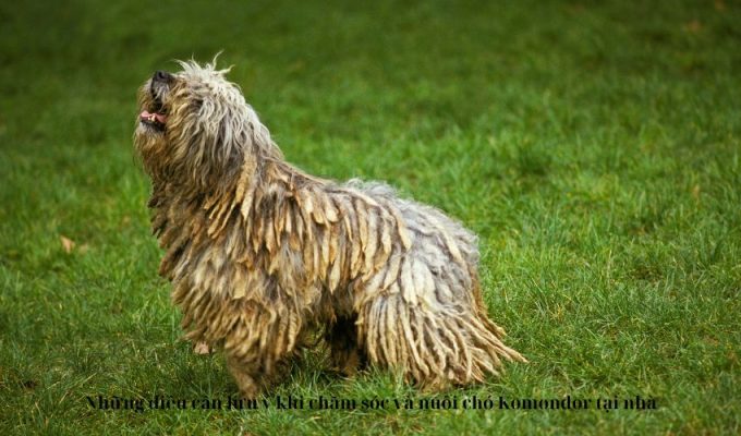 Những điều cần lưu ý khi chăm sóc và nuôi chó Komondor tại nhà