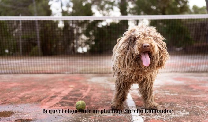 Bí quyết chọn thức ăn phù hợp cho chó Komondor